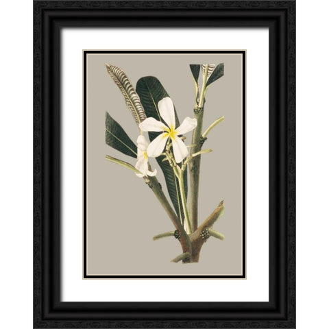 Botanical Cabinet IV Black Ornate Wood Framed Art Print with Double Matting by Cooke, E.W.