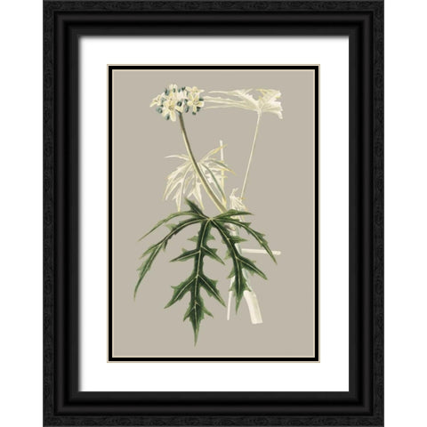 Botanical Cabinet V Black Ornate Wood Framed Art Print with Double Matting by Cooke, E.W.