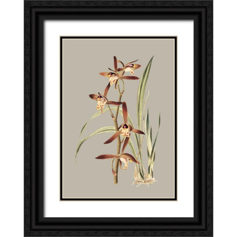Botanical Cabinet VII Black Ornate Wood Framed Art Print with Double Matting by Cooke, E.W.