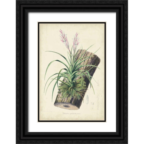 Orchid Delight II Black Ornate Wood Framed Art Print with Double Matting by Severeyns, George