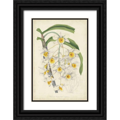 Orchid Delight III Black Ornate Wood Framed Art Print with Double Matting by Severeyns, George