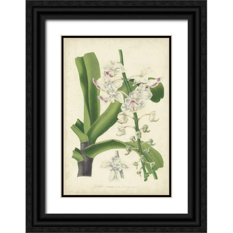 Orchid Delight IV Black Ornate Wood Framed Art Print with Double Matting by Severeyns, George