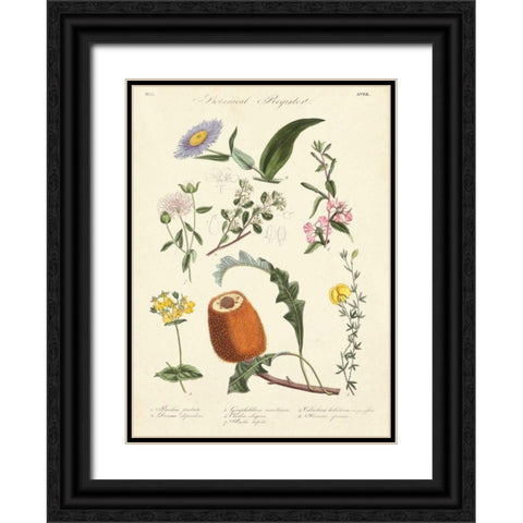 Botanical Register II Black Ornate Wood Framed Art Print with Double Matting by Unknown