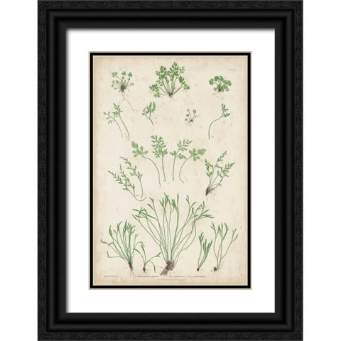 Bradbury Ferns I Black Ornate Wood Framed Art Print with Double Matting by Bradbury