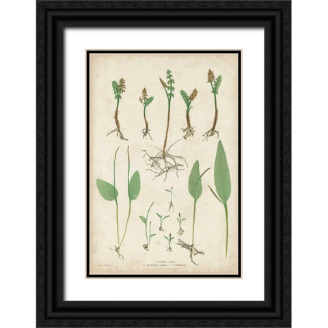 Bradbury Ferns II Black Ornate Wood Framed Art Print with Double Matting by Bradbury