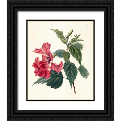Rose Hibiscus II Black Ornate Wood Framed Art Print with Double Matting by Unknown