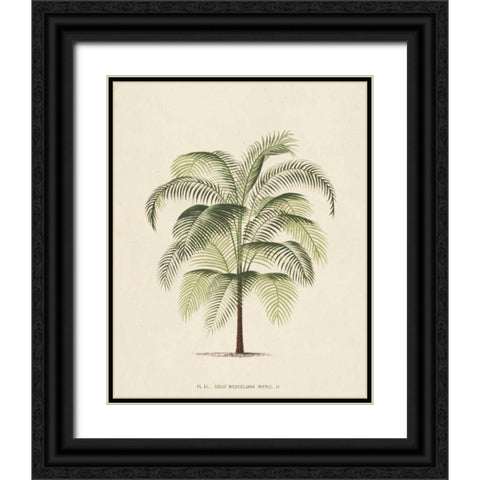Les Palmiers III Black Ornate Wood Framed Art Print with Double Matting by Unknown
