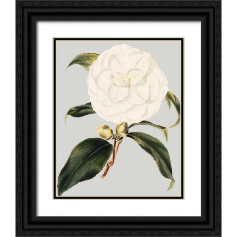 Camellia Japonica I Black Ornate Wood Framed Art Print with Double Matting by Vision Studio