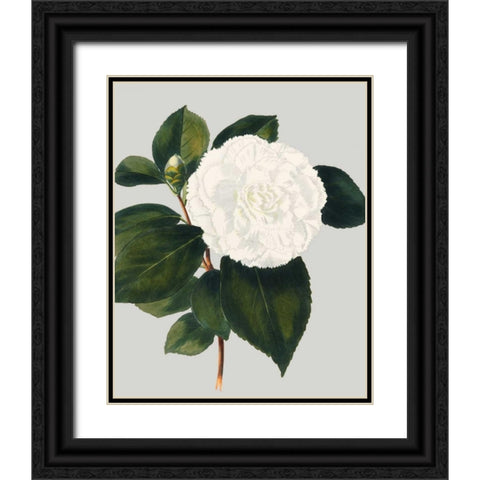 Camellia Japonica II Black Ornate Wood Framed Art Print with Double Matting by Vision Studio