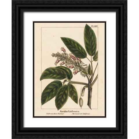 California Horse Chestnut Black Ornate Wood Framed Art Print with Double Matting by Silva, John