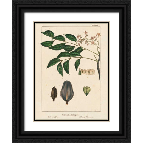Mahogany Tree Black Ornate Wood Framed Art Print with Double Matting by Silva, John
