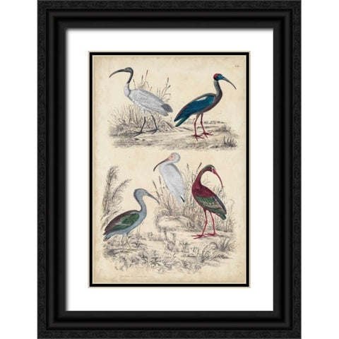 Ibis Family Black Ornate Wood Framed Art Print with Double Matting by Milne