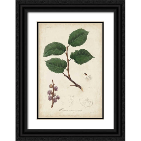 Medicinal Botany III Black Ornate Wood Framed Art Print with Double Matting by Churchill