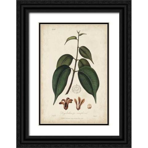 Medicinal Botany IV Black Ornate Wood Framed Art Print with Double Matting by Churchill