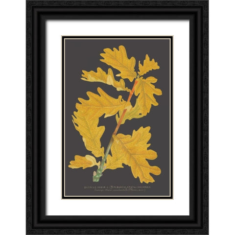 Trees and Leaves IV Black Ornate Wood Framed Art Print with Double Matting by Vision Studio