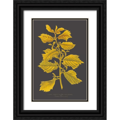 Trees and Leaves V Black Ornate Wood Framed Art Print with Double Matting by Vision Studio