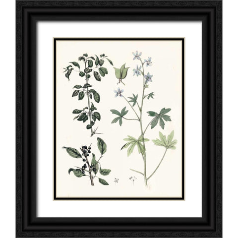 Berge Botanicals IV Black Ornate Wood Framed Art Print with Double Matting by Berge