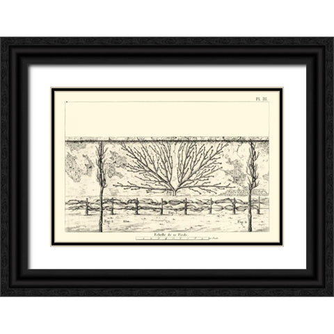 Antique Diagram for Espaliers I Black Ornate Wood Framed Art Print with Double Matting by Unknown