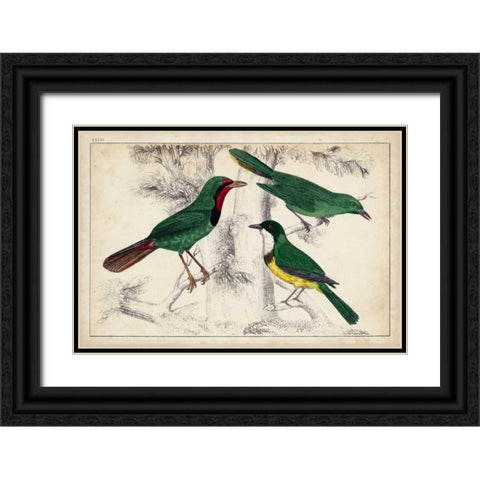 Tropical Bird Trio I Black Ornate Wood Framed Art Print with Double Matting by Unknown