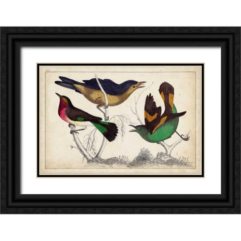 Tropical Bird Trio II Black Ornate Wood Framed Art Print with Double Matting by Unknown