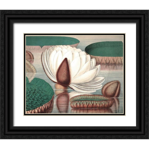 Vintage Water Lily I Black Ornate Wood Framed Art Print with Double Matting by Vision Studio