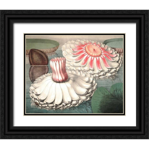 Vintage Water Lily II Black Ornate Wood Framed Art Print with Double Matting by Vision Studio