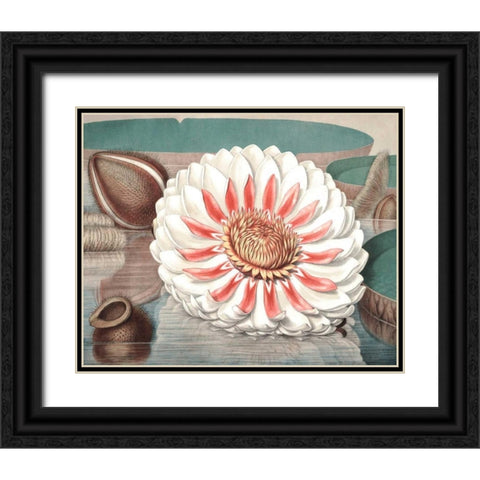 Vintage Water Lily III Black Ornate Wood Framed Art Print with Double Matting by Vision Studio