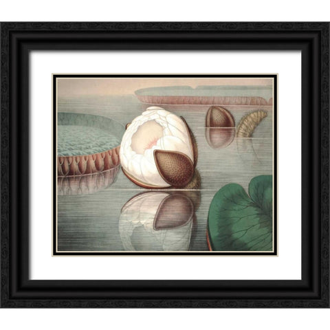 Vintage Water Lily IV Black Ornate Wood Framed Art Print with Double Matting by Vision Studio