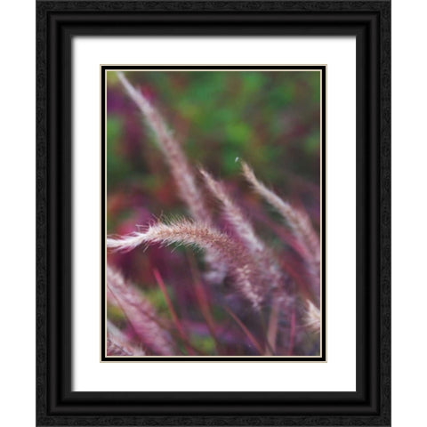Purple Plumes I Black Ornate Wood Framed Art Print with Double Matting by Quintero, Sonja