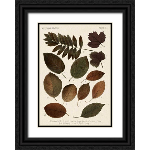 Autumnal Leaves II Black Ornate Wood Framed Art Print with Double Matting by Vision Studio