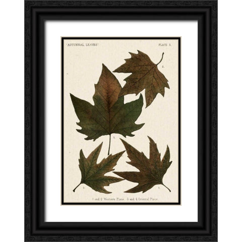 Autumnal Leaves IV Black Ornate Wood Framed Art Print with Double Matting by Vision Studio