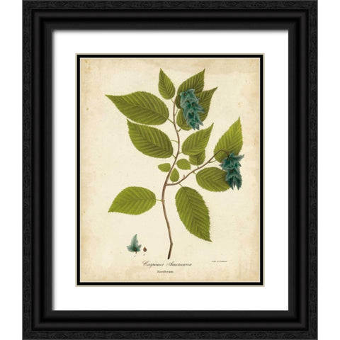 Hornbeam Tree Foliage Black Ornate Wood Framed Art Print with Double Matting by Torrey, John