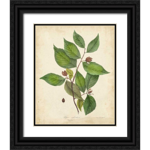 Beech Tree Foliage Black Ornate Wood Framed Art Print with Double Matting by Torrey, John