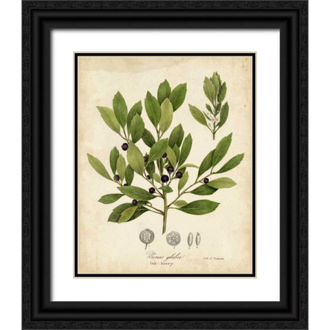 Ink-berry Tree Foliage Black Ornate Wood Framed Art Print with Double Matting by Torrey, John