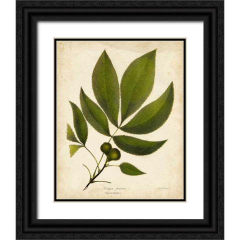 Pig-nut Hickory Tree Folige Black Ornate Wood Framed Art Print with Double Matting by Torrey, John