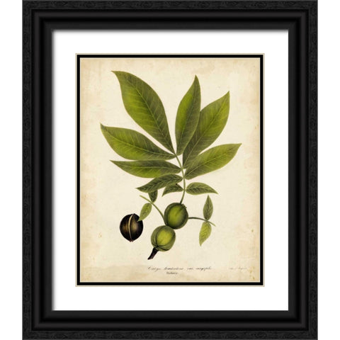 Hickory Tree Foliage Black Ornate Wood Framed Art Print with Double Matting by Torrey, John