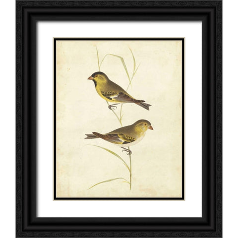 Goldfinch Black Ornate Wood Framed Art Print with Double Matting by Cassin