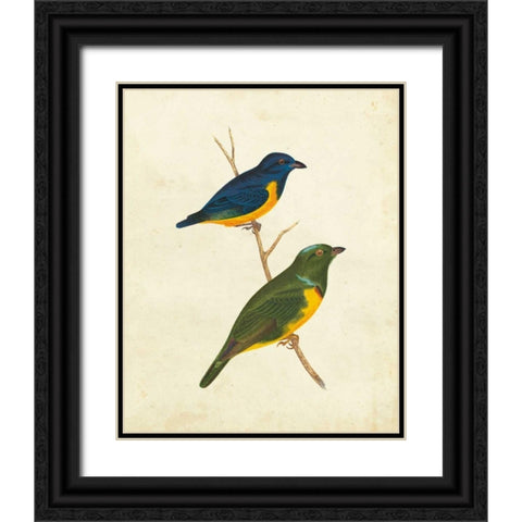 Peruvian Tanager I Black Ornate Wood Framed Art Print with Double Matting by Cassin