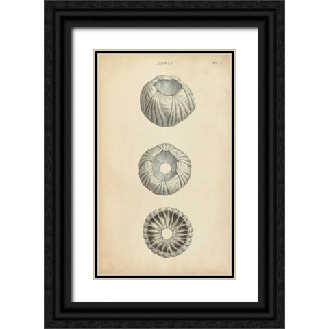 Cylindrical Shells I Black Ornate Wood Framed Art Print with Double Matting by Wood