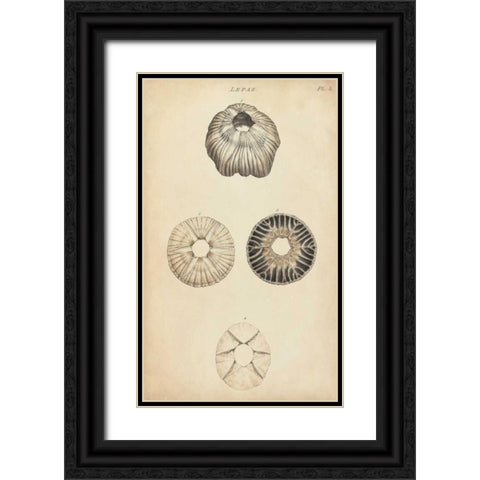 Cylindrical Shells II Black Ornate Wood Framed Art Print with Double Matting by Wood
