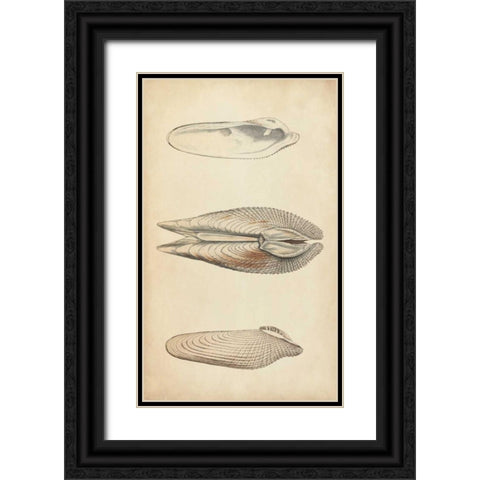 Marine Mollusk I Black Ornate Wood Framed Art Print with Double Matting by Wood