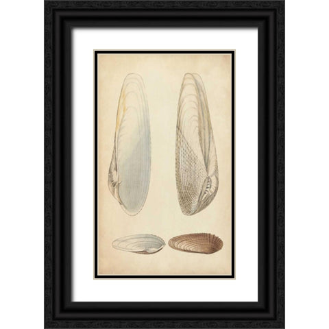 Marine Mollusk II Black Ornate Wood Framed Art Print with Double Matting by Wood