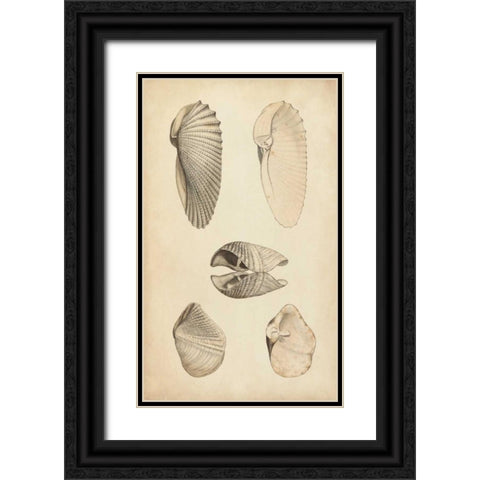Marine Mollusk III Black Ornate Wood Framed Art Print with Double Matting by Wood