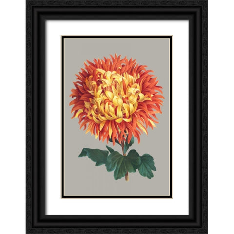 Chrysanthemum on Gray I Black Ornate Wood Framed Art Print with Double Matting by Vision Studio