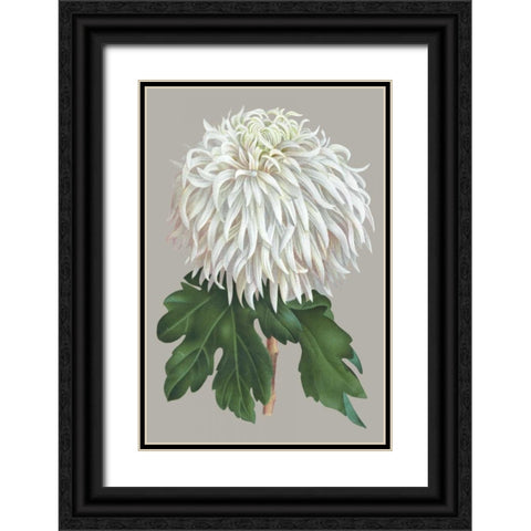 Chrysanthemum on Gray II Black Ornate Wood Framed Art Print with Double Matting by Vision Studio