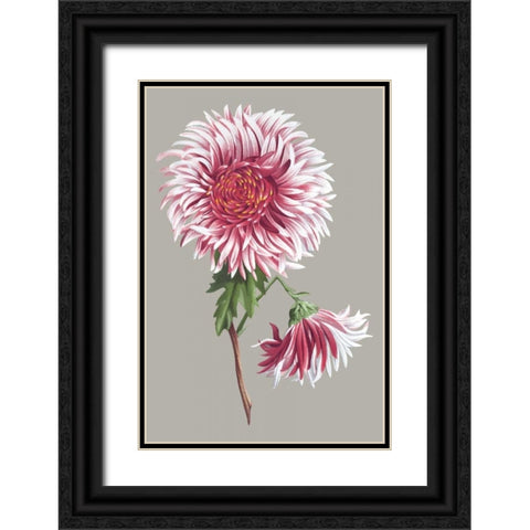 Chrysanthemum on Gray III Black Ornate Wood Framed Art Print with Double Matting by Vision Studio