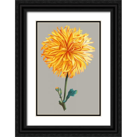 Chrysanthemum on Gray IV Black Ornate Wood Framed Art Print with Double Matting by Vision Studio