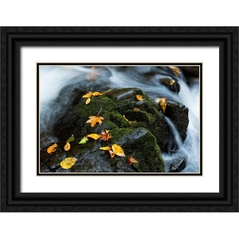 Wet Leaves Black Ornate Wood Framed Art Print with Double Matting by Head, Danny