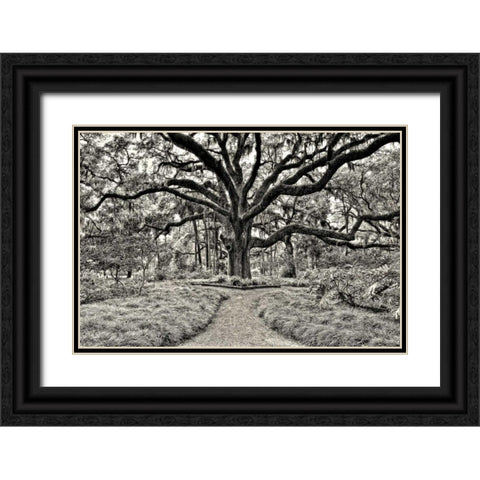 Florida Tree Black Ornate Wood Framed Art Print with Double Matting by Burchett, P.H.