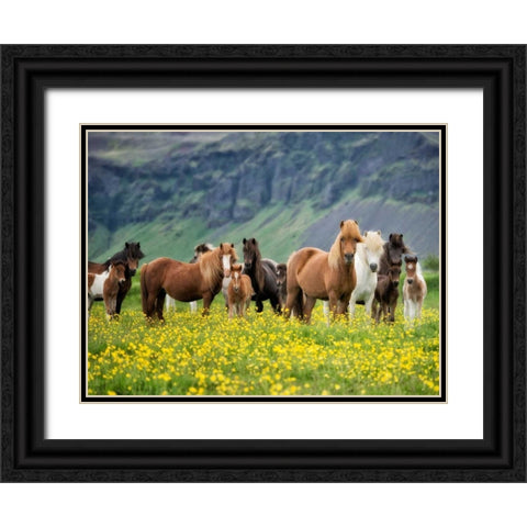 Icelandic Horses VII Black Ornate Wood Framed Art Print with Double Matting by Burchett, P.H.